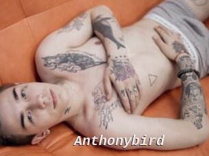 Anthonybird