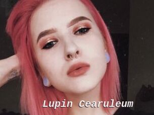 Lupin_Cearuleum